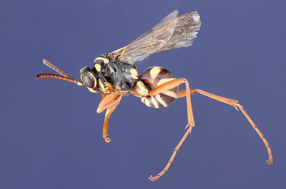 Ceropales fulvipes Spider Wasp (Pompilidae, Ceropales fulvipes) USA, TX, Travis Co.: AustinBrackenridge Field LaboratoryA.…