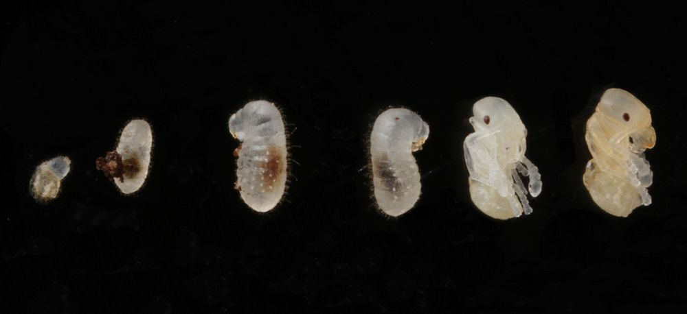  Pheidole floridana larva stages minor worker. Original public domain image from Flickr