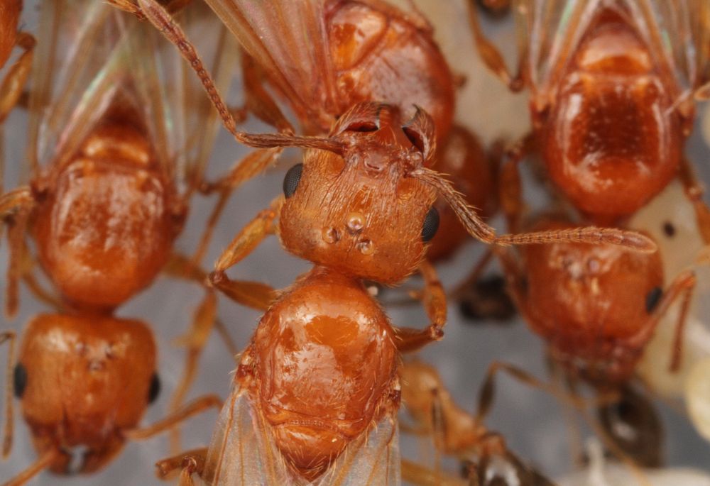 Alate ant queens (Pheidole dentata)USA, TX, Travis Co.: AustinBrackenridge Field Laboratory coll. J. N. Schlauch.