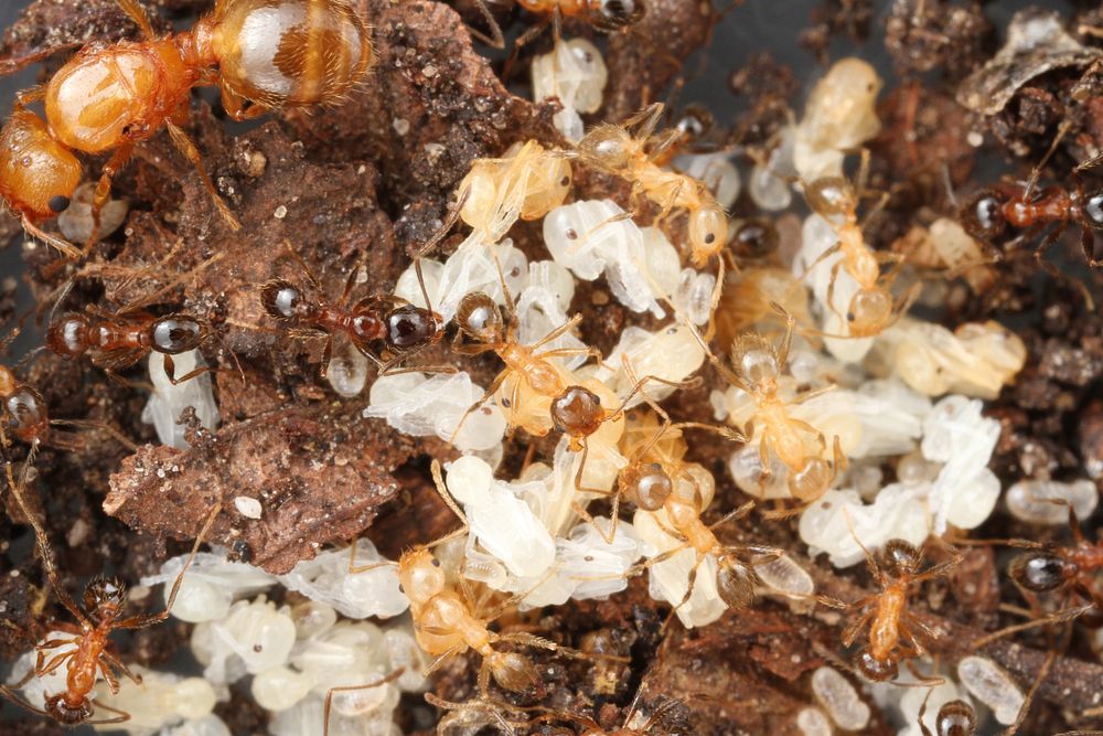 Queens and minors on brood (Pheidole dentata)USA, TX, Travis Co.: AustinBrackenridge Field Laboratory coll. J. N. Schlauch.