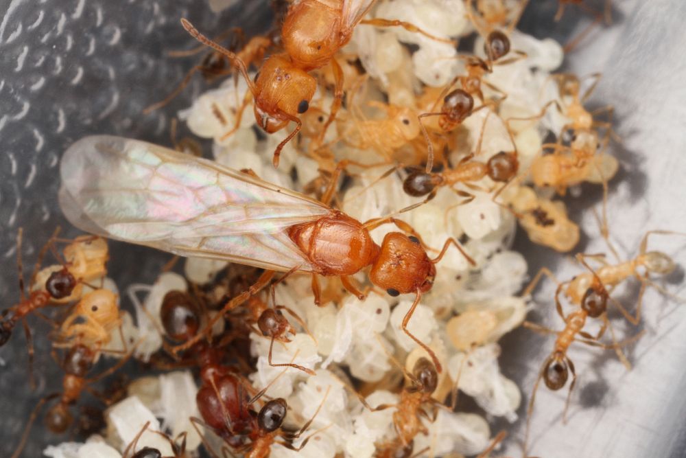Alate ant queen on top of brood (Pheidole dentata)USA, TX, Travis Co.: AustinBrackenridge Field Laboratory  coll. J. N.…