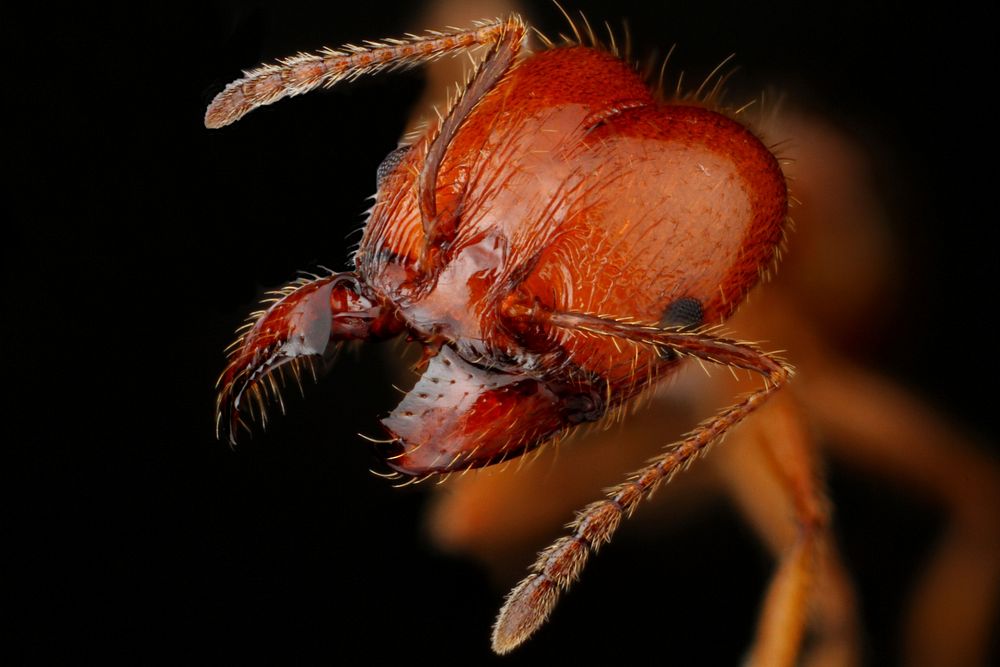 Major worker (Formicidae, Pheidole dentata)USA, TX, Bandera Co.: 8.5 k WNW Tarpley, Yellow R Ranch coll. A. L. Wild …