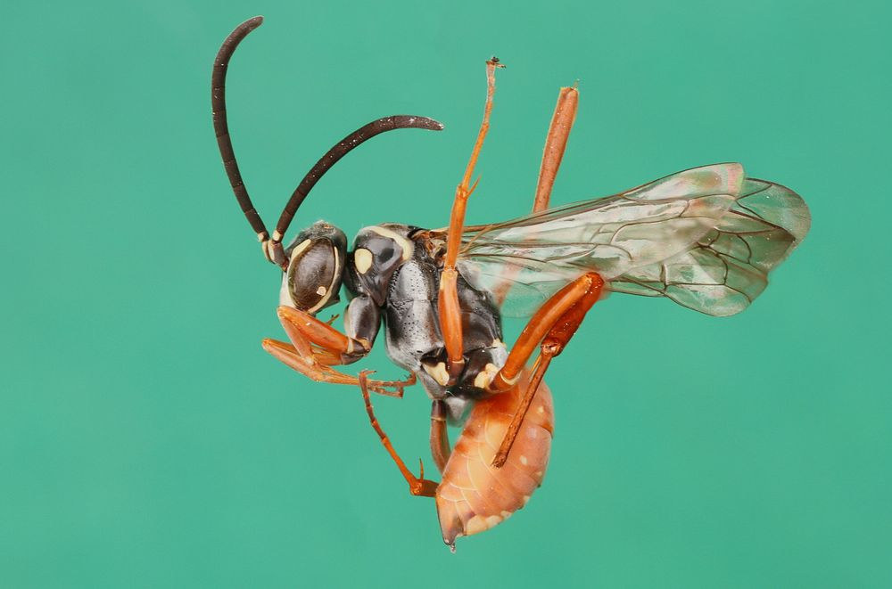 Spider wasp female (Pompilidae, Ceropales cubensis) USA, TX, Presidio Co. Big Bend Ranch State Natural Area, Cuevas…