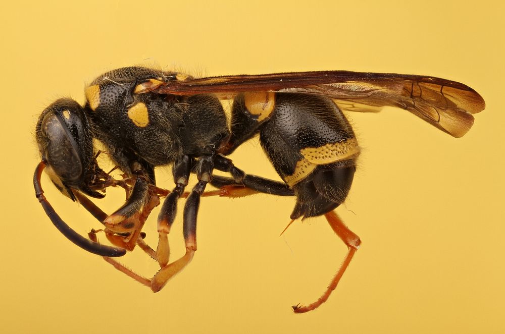 Potter wasp (Vespidae, Ancistrocerus campestris) USA; Texas; Travis Co.; Austin; Brackenridge Field Lab A. Hook det. J.M.…