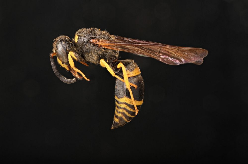 Potter wasp (Vespidae, Ancistrocerus antilope) USA; Texas; Travis Co.; Austin; Brackenridge Field Station L.J. Dorr det.…