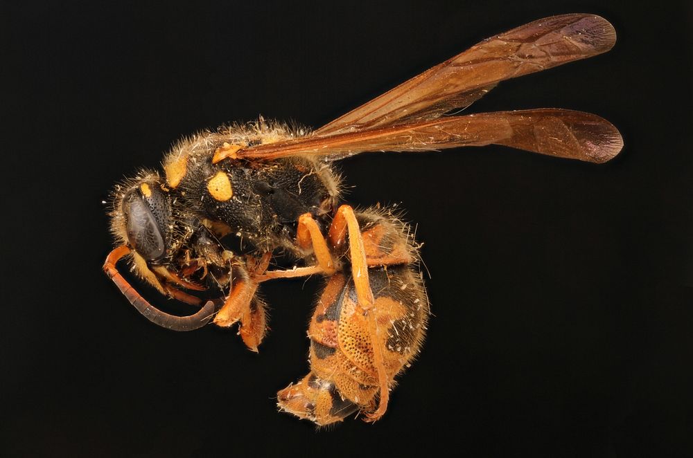 Potter wasp (Vespidae, Ancistrocerus lineaventris)USA; Colorado;Ekaleladet. J.M. Carpenter.
