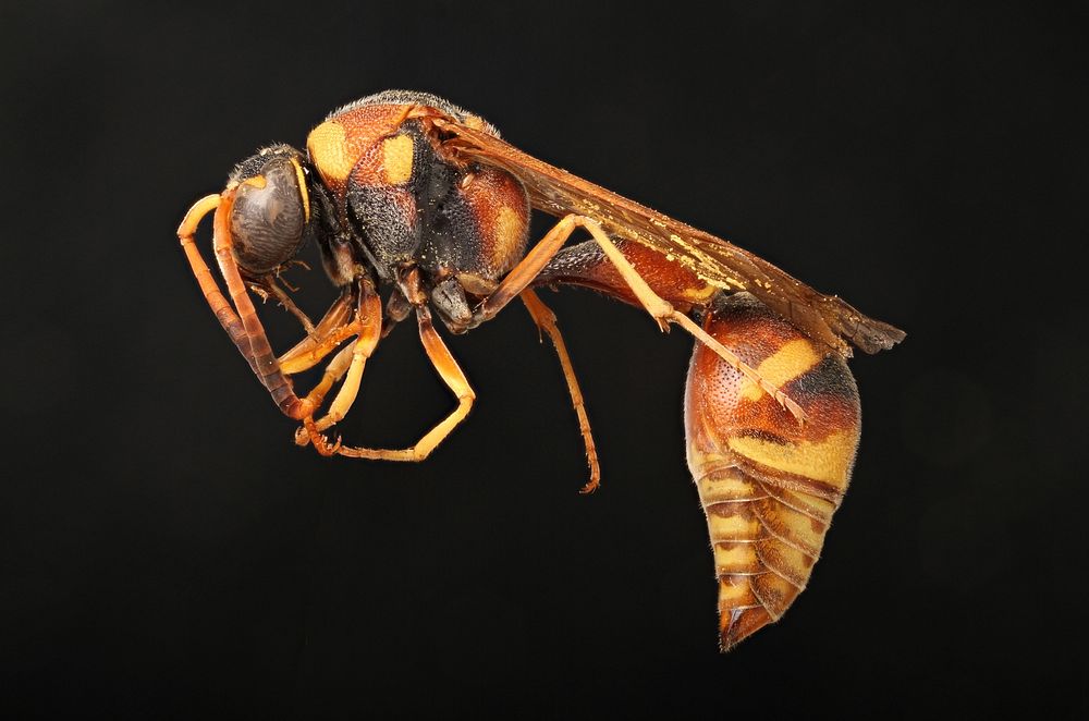 Potter wasp (Vespidae, Eumenes smithii) USA; Travis Co; Austin; Brackenridge field lab A. Hook det. J.M. Carpenter.