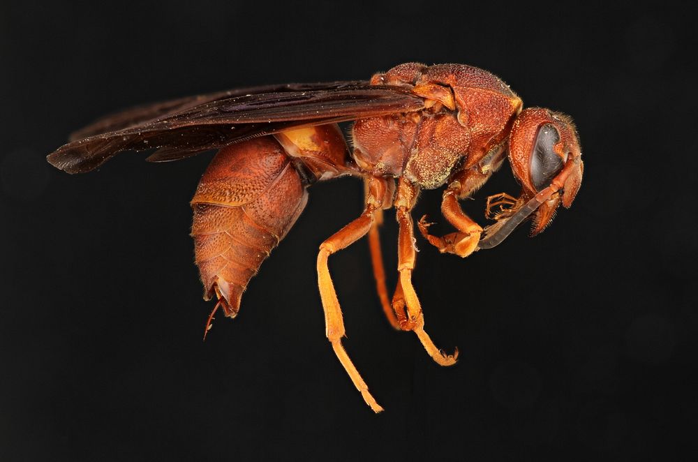 Potter wasp (Vespidae, Euodynerus crypticus) USA; Texas; Travis Co; Austin; Brackenridge Field labA. Hook det J.M. Carpenter.