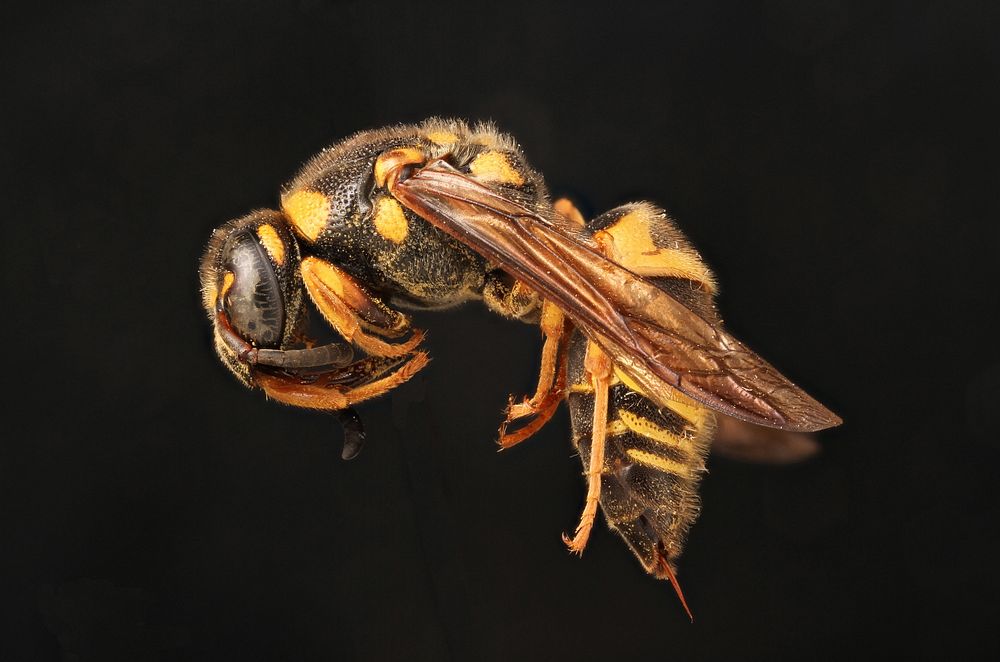 Potter wasp (Vespidae, Euodynerus boscii) USA; Texas; Travis Co; Austin; Brackenridge field lab  det. J.M. Carpenter.