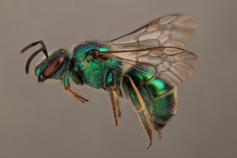 Sweat bee (Halictidae) USA; Travis Co; Austin; Hornsby Bend Bird Observatory  C. Kujalowicz.