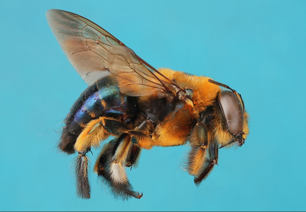 Male Carpenter Bee Xylocopa Micans USA Travis Free Photo Rawpixel   CHJpdmF0ZS9sci9pbWFnZXMvd2Vic2l0ZS8yMDIyLTExL2xyL2ZsNDgwOTkxNzUwNjgtaW1hZ2UuanBn 