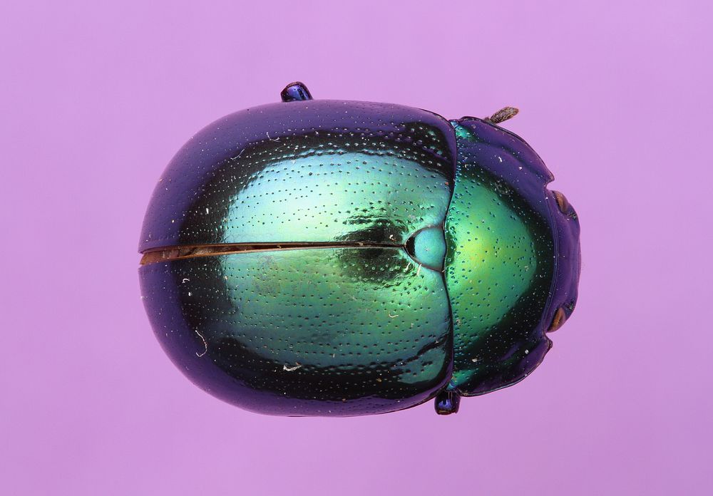 Green leaf beetle (Chrysomelidae)Brazil, Rond&ocirc;nia, Cacaulandia, 0106-7 kNNE CacaulandiaColl. CJ Durden 92264A13 