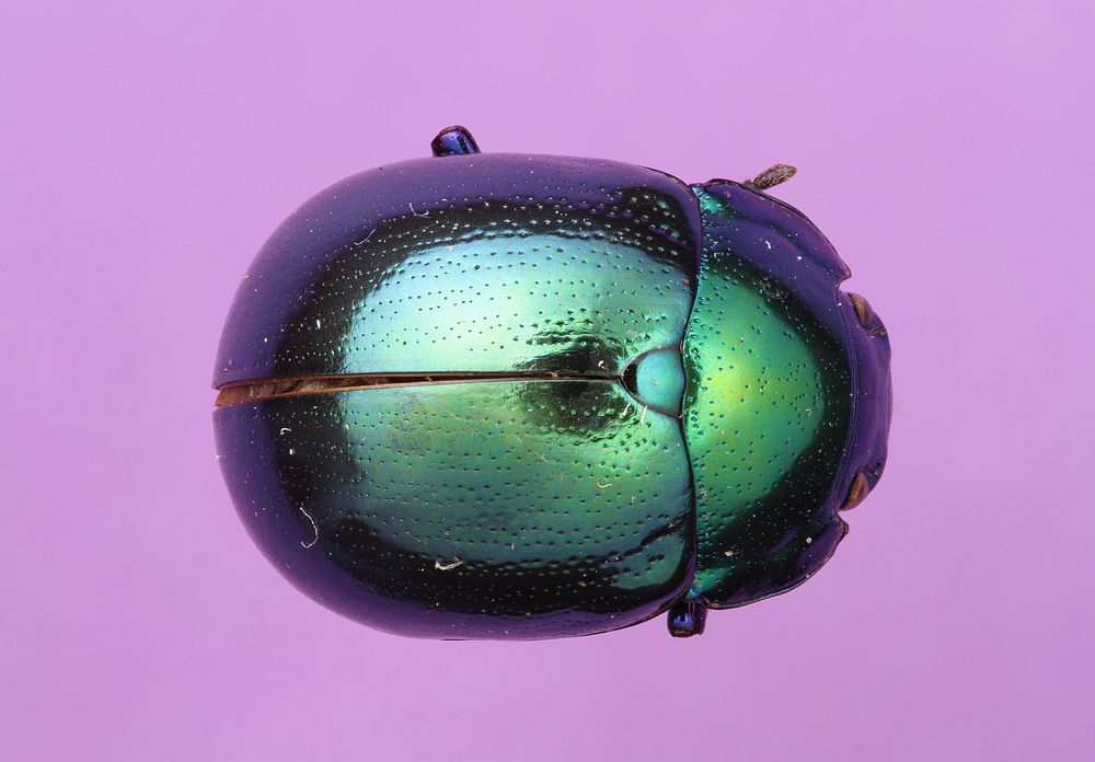 Green Leaf Beetle (Chrysomelidae)Brazil, Rondônia, | Free Photo - Rawpixel