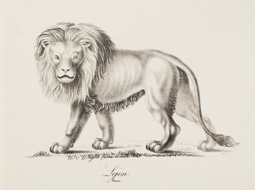 Lion, 1829, Wilhelm von Wright