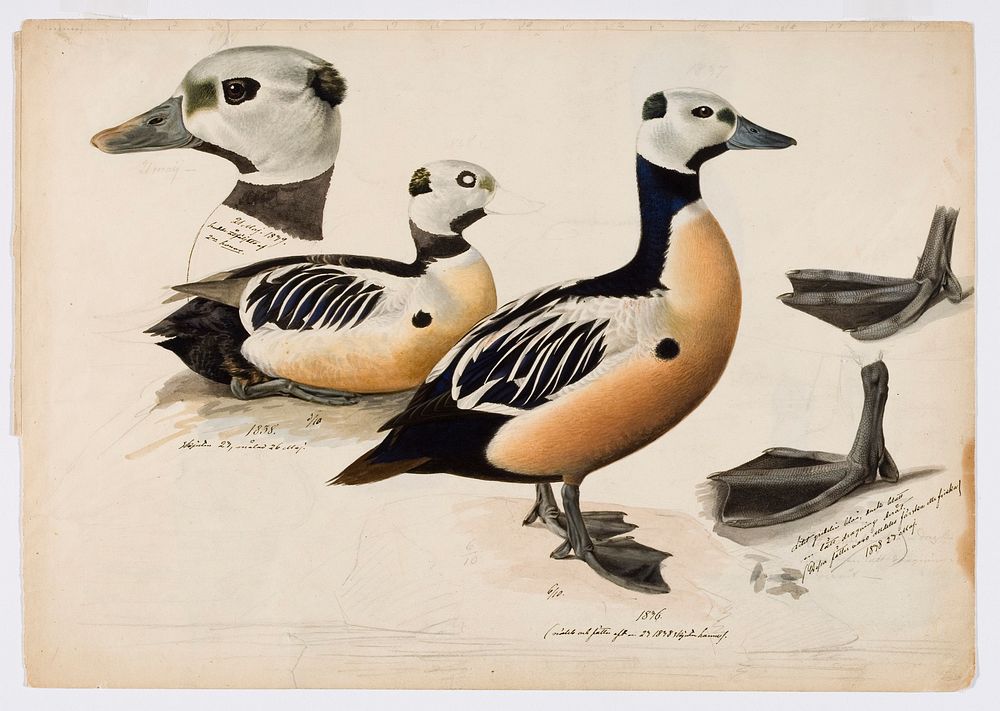 Steller's eider, male, 1836 - 1839, Magnus von Wright