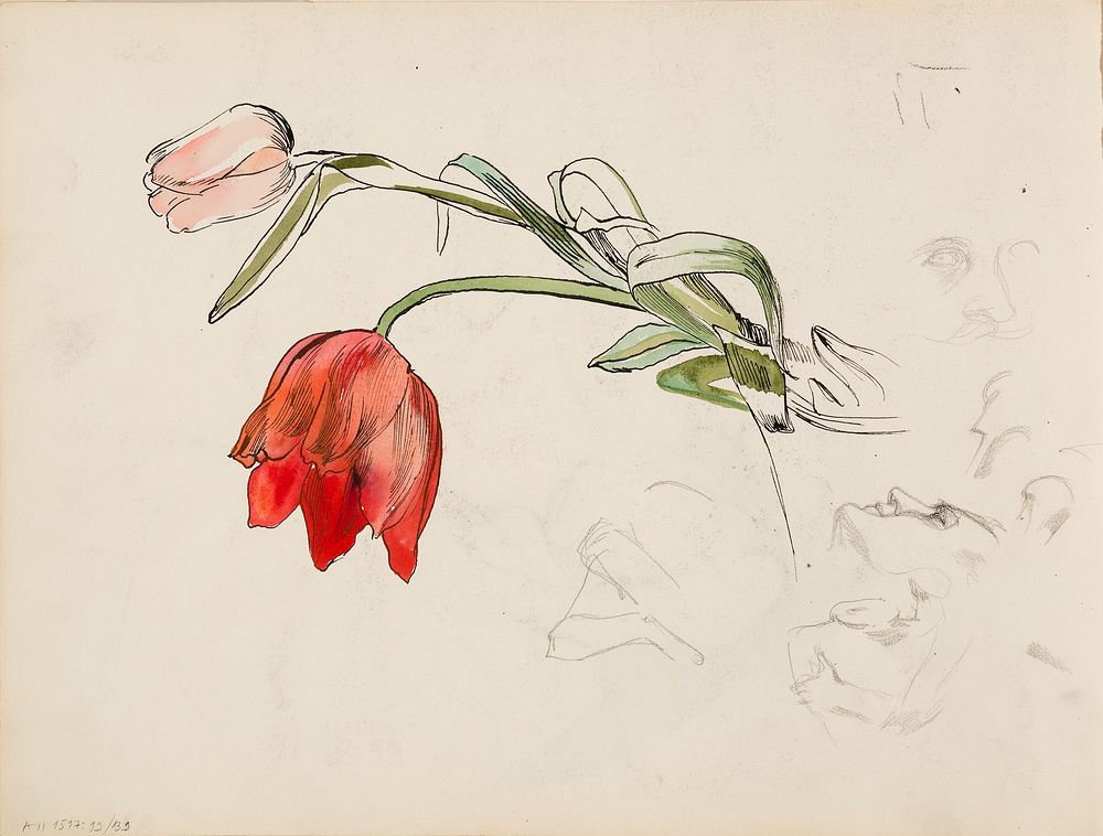 Tulppaaneita, kasvotutkielmia, 1900part of a sketchbook, by Albert Edelfelt