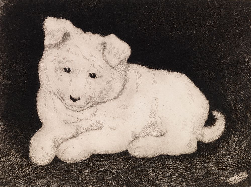 Sneggie, valkoinen koiranpentu, 1932, Hjalmar Hagelstam