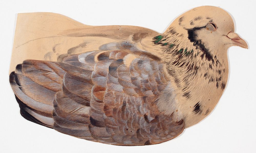 Pigeon, study, by Ferdinand von Wright
