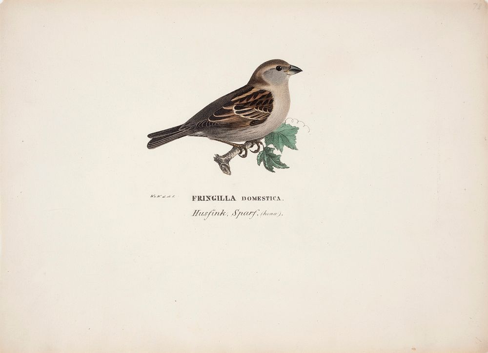 Sparrow, female, 1828 - 1838, Wilhelm von Wright