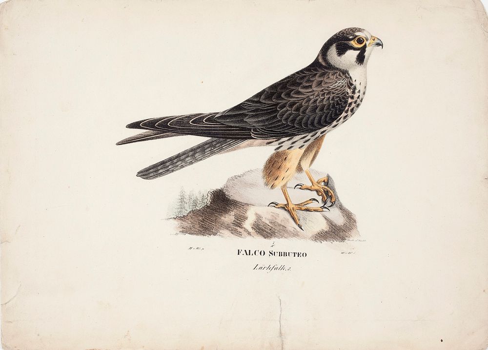 Eurasian hobby, male, 1828 - 1838, Magnus von Wright