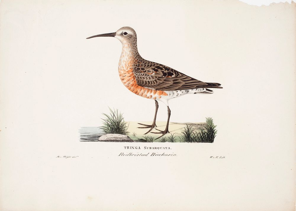 Curlew sandpiper, 1829, Magnus von Wright