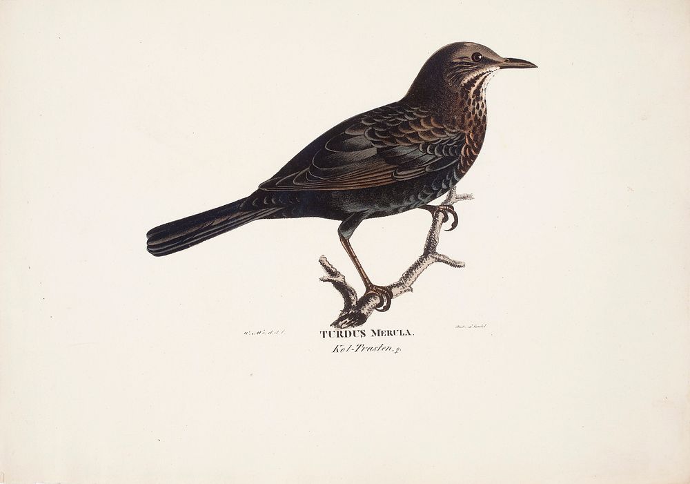 Female blackbird, 1828 - 1838, Wilhelm von Wright
