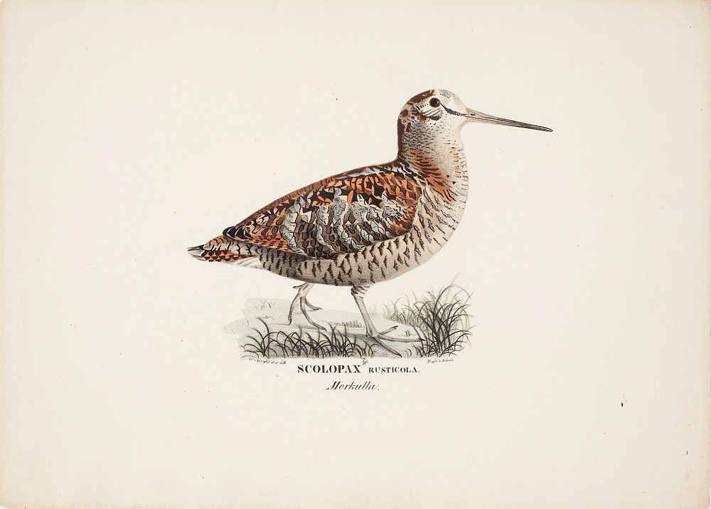 Eurasian woodcock, 1828 - 1838, Wilhelm von Wright