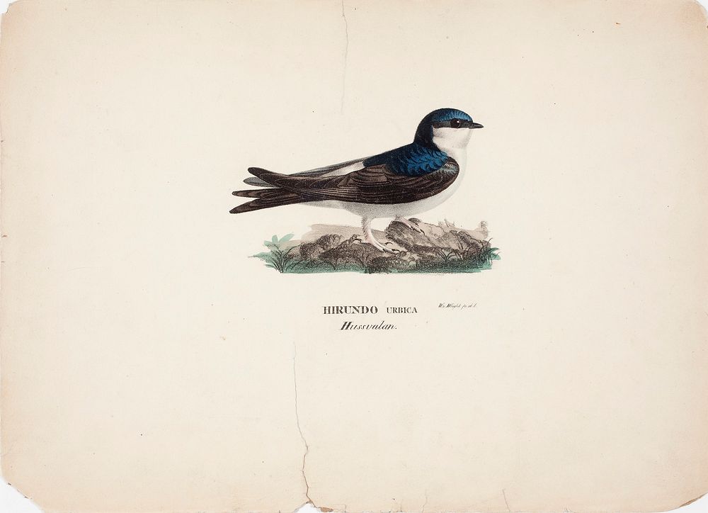 Common house martin, 1828 - 1838, Wilhelm von Wright