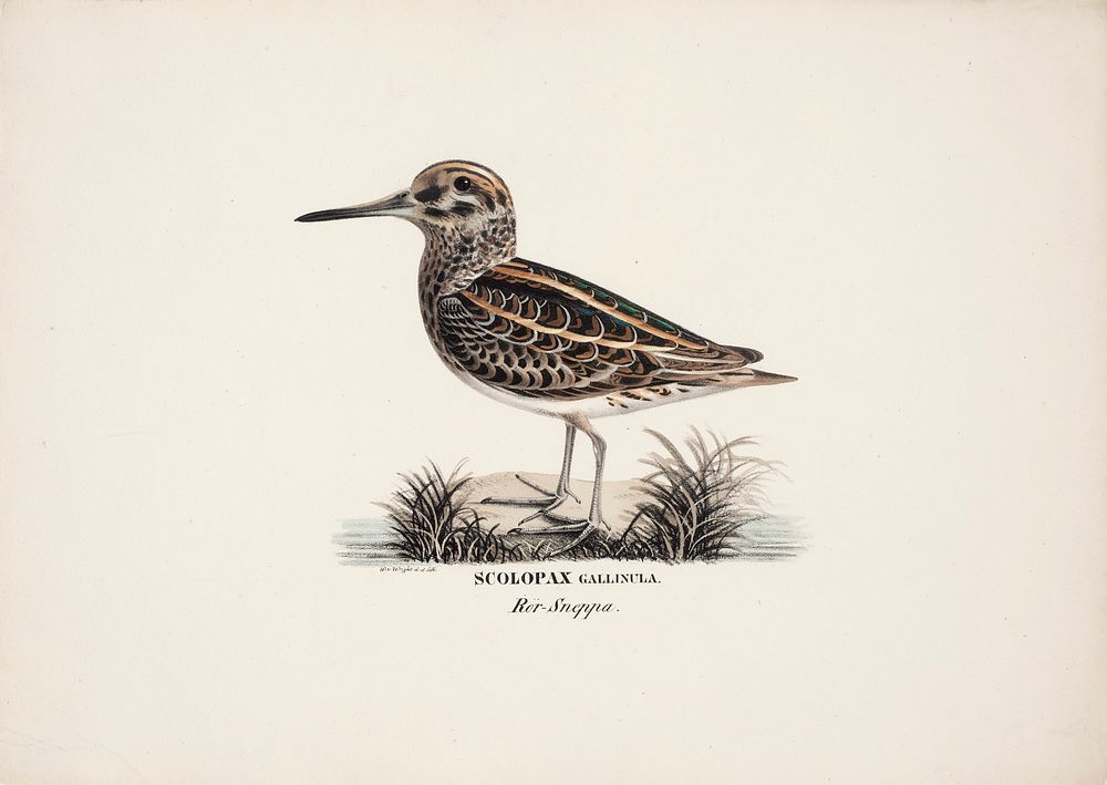 Jack snipe, 1828 - 1838, Wilhelm von Wright