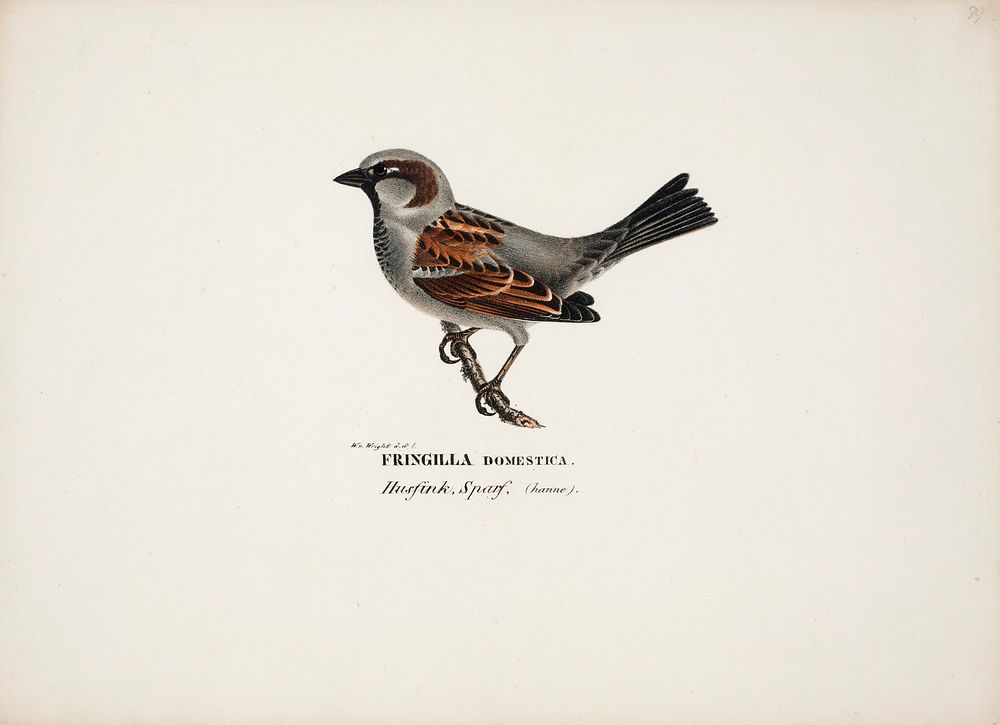 Sparrow, male, 1828 - 1838, Wilhelm von Wright