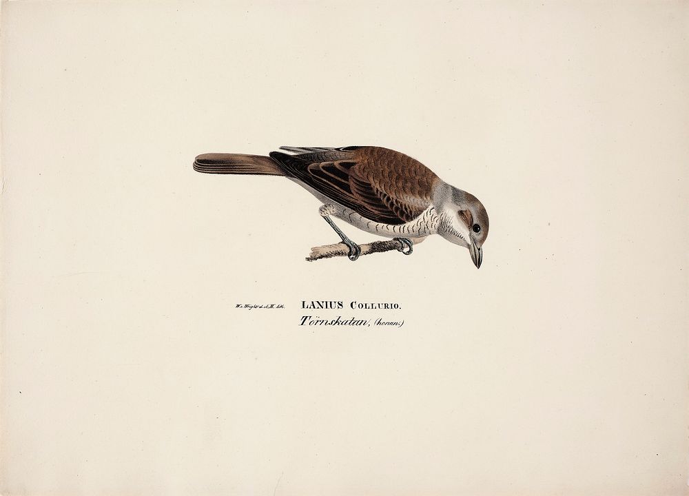 Red-backed shrike, female, 1828 - 1838, Magnus von Wright