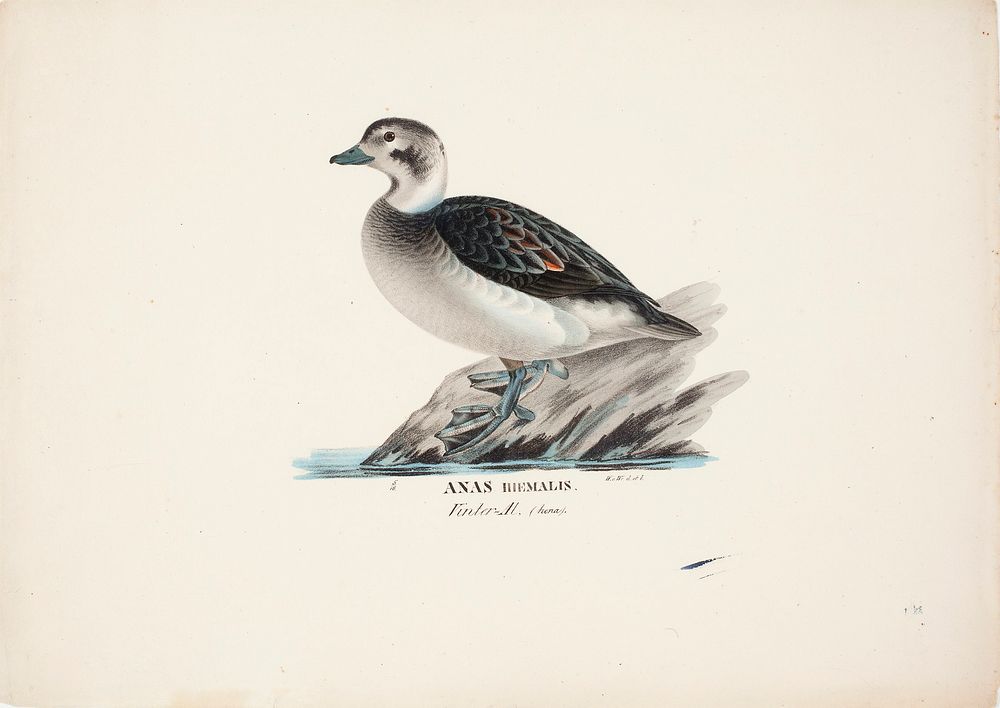 Long-tailed duck, female, 1828 - 1838, Wilhelm von Wright