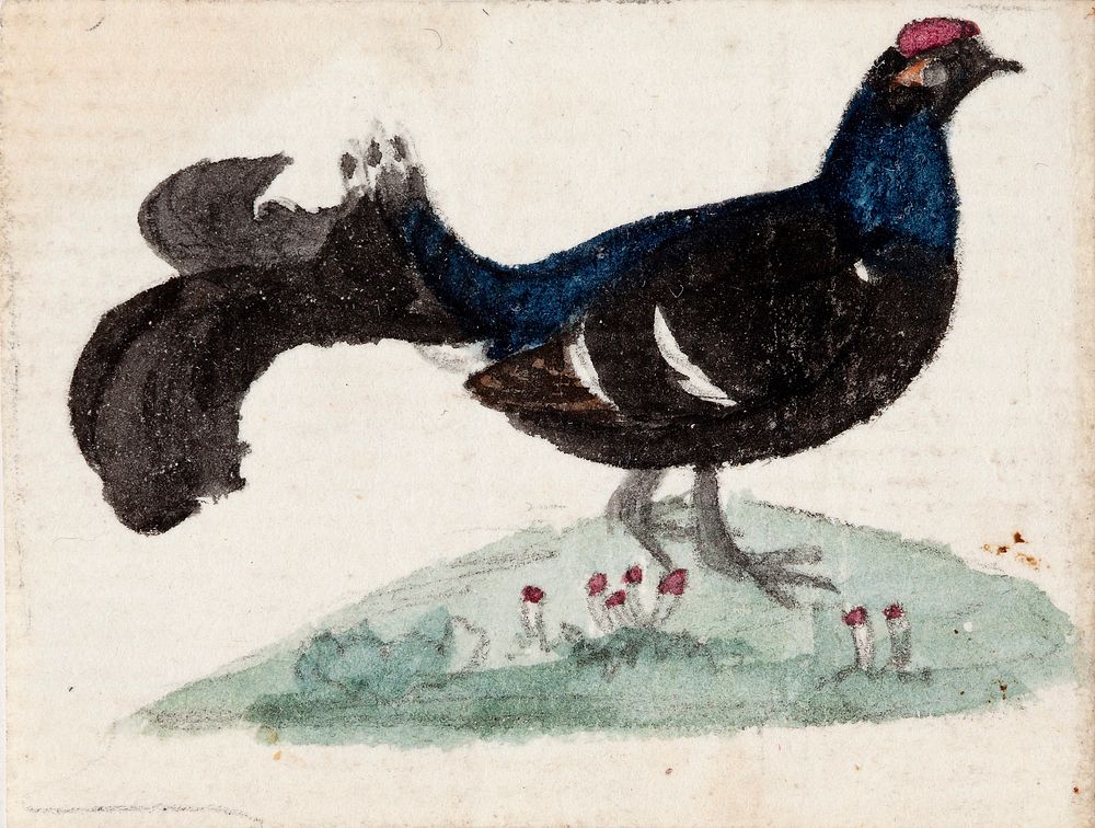 Male black grouse, 1831, by Ferdinand von Wright
