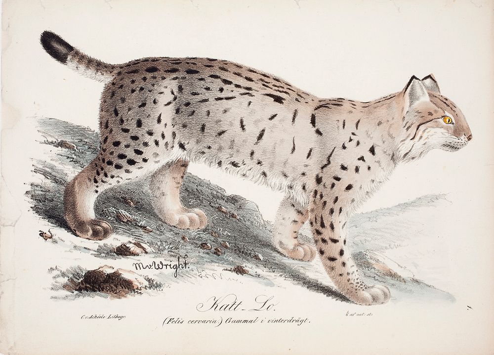 Vanha kissailves talvipuvussa, 1829, Magnus Von Wright