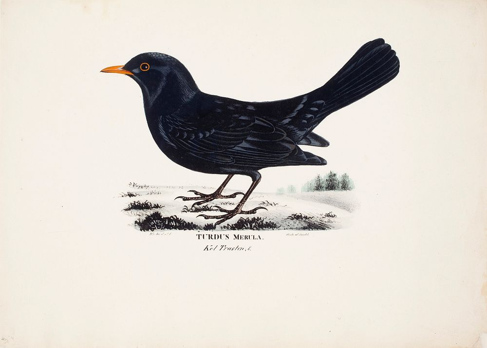 Blackbird, male, 1828 - 1838, Wilhelm von Wright