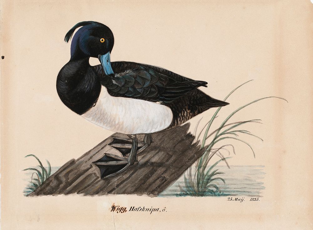Tufted duck, 1835, Magnus Von Wright