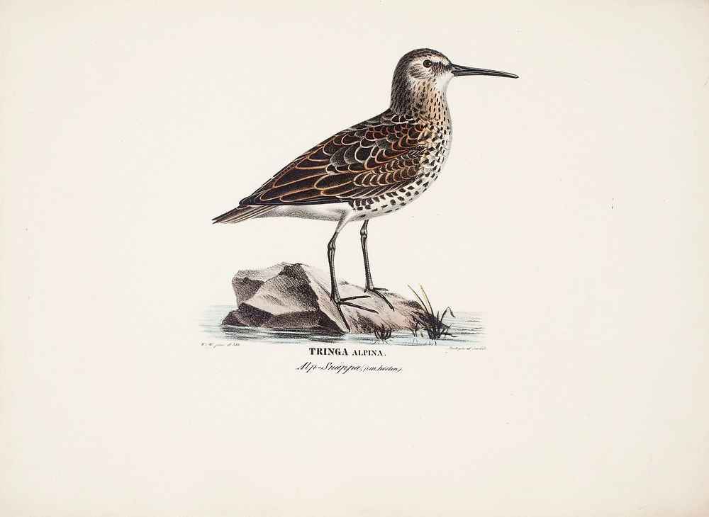 Dunlin in autumn, 1828 - 1838, Wilhelm von Wright