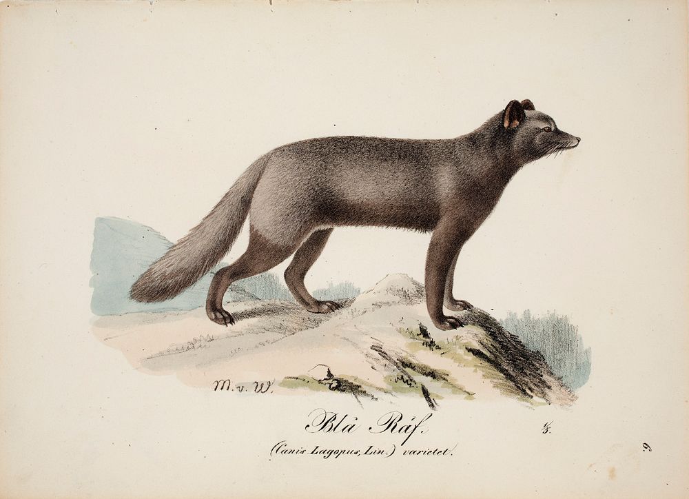 Blue fox, 1829, Magnus Von Wright