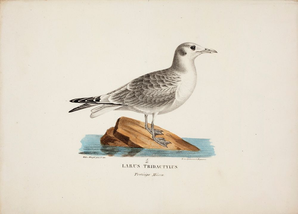 Kittiwake, Wilhelm von Wright