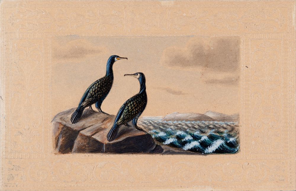 Two great cormorants, by Ferdinand von Wright