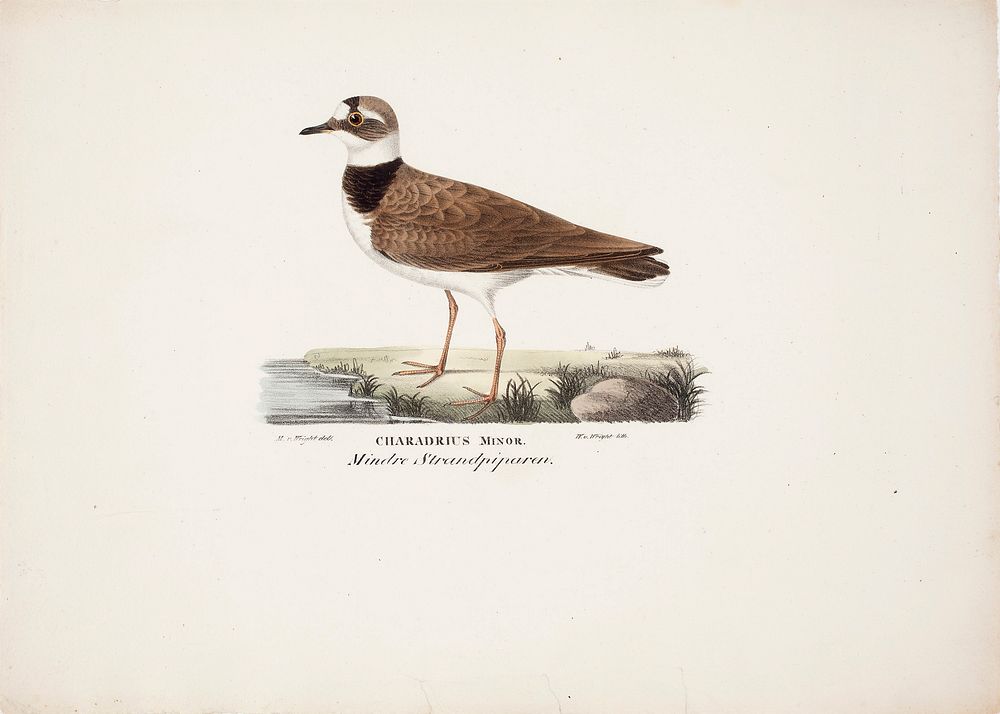 Little ringed plover, 1828 - 1838, Magnus Von Wright