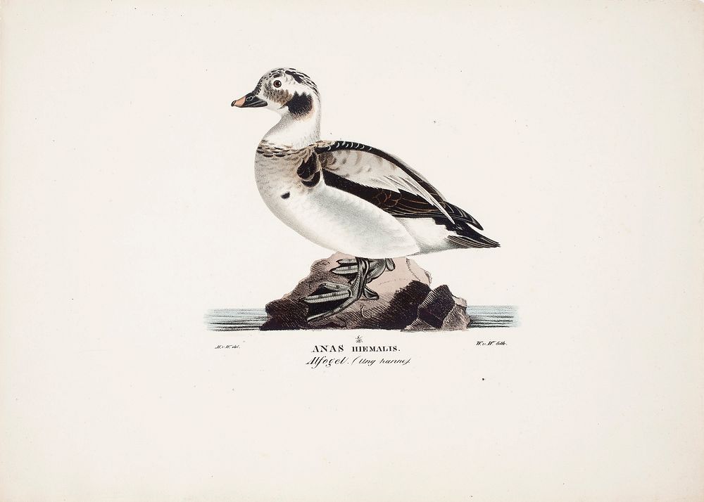 Long-tailed duck, young male, 1828 - 1838, Magnus Von Wright