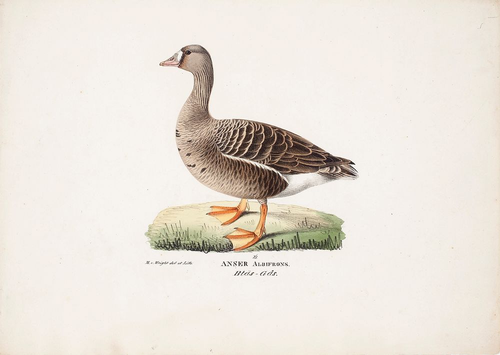White-fronted goose, 1829, Magnus Von Wright