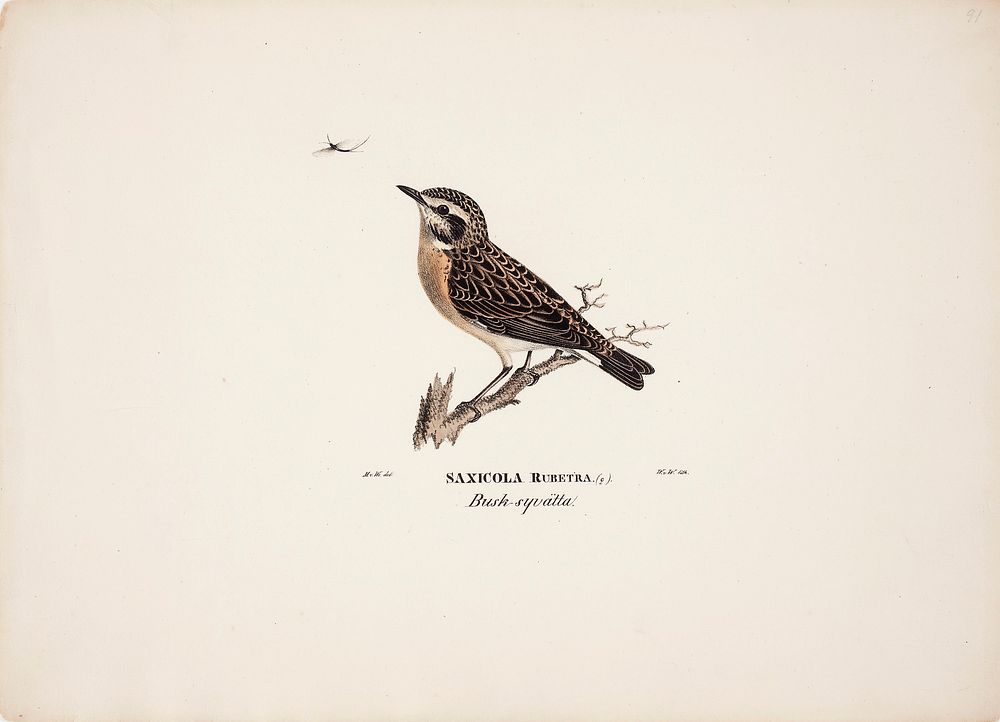 Female whinchat, 1828 - 1838, Magnus Von Wright