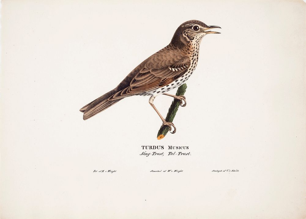 Song thrush, 1828, Magnus Von Wright