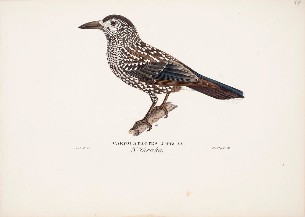 Spotted nutcracker, 1829, Magnus Von Wright