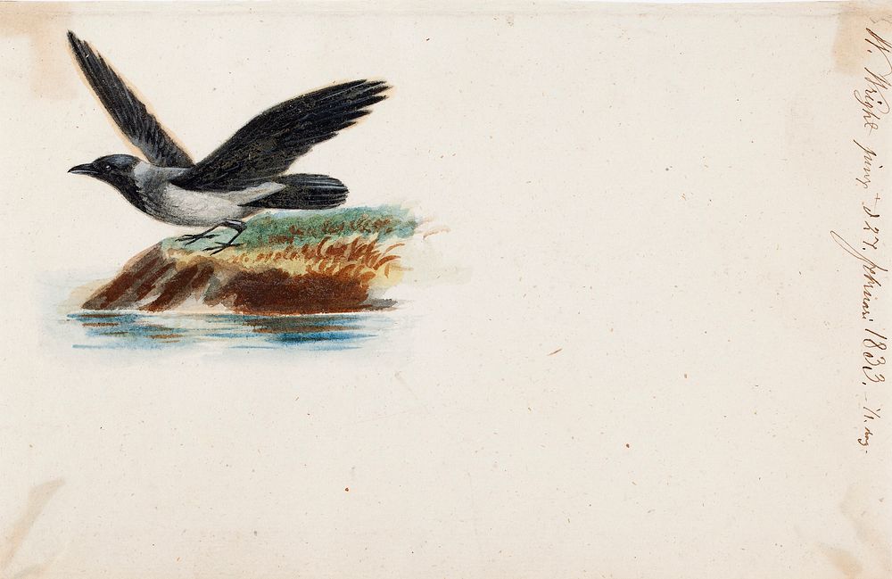Crow, 1833, Wilhelm von Wright