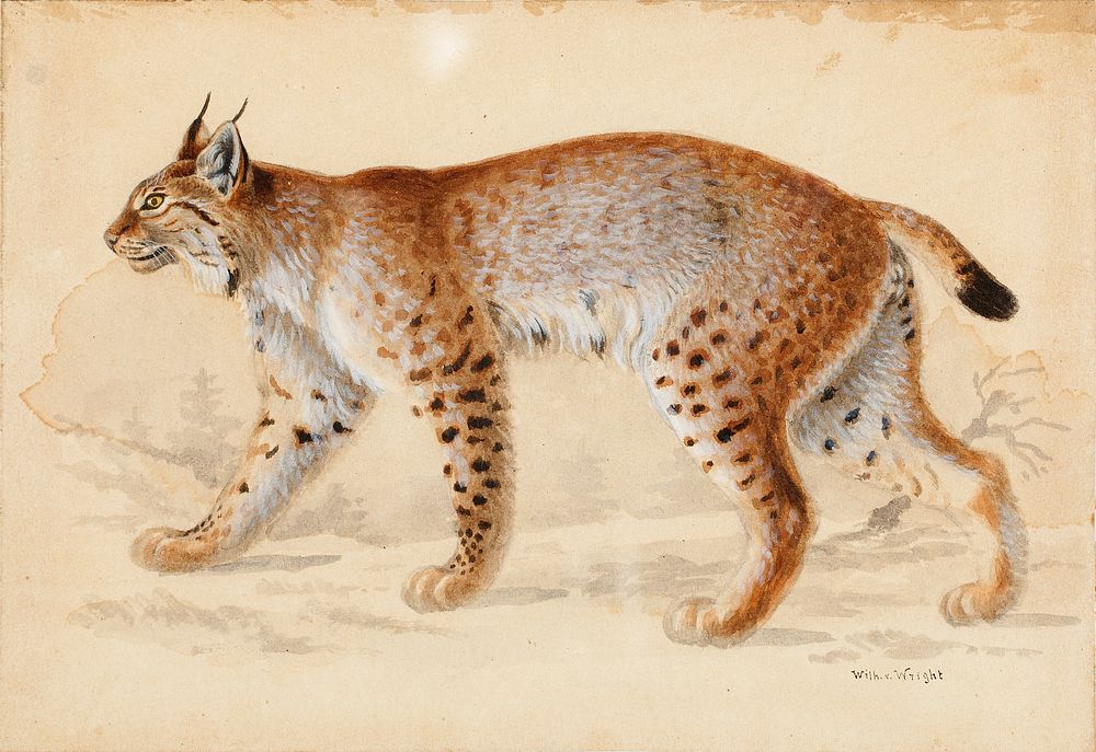 Lynx, 1830 - 1870, Wilhelm von Wright