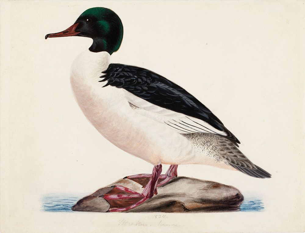 Goosander, male, 1834, Magnus Von Wright