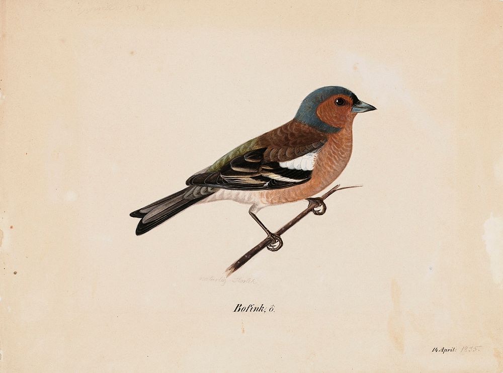 Finch, 1820 - 1868, Magnus Von Wright